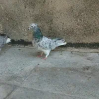 کفتر پرشی جفتگاه هفت رنگ دم سفید زرد زاغ کلاغ دم