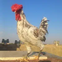خروس گلین چهل تاج ریشی|حیوانات مزرعه|اصفهان, کارلادان|دیوار