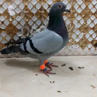 کبوترماده|پرنده|مشهد, انصار|دیوار