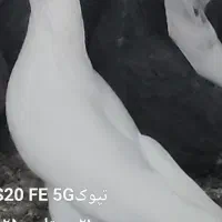 گنچ بر ۱۰۰|پرنده|دامغان, |دیوار