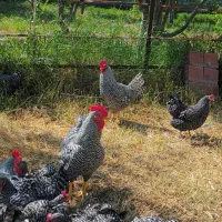 تخم مرغ نژاد آمروک اصیل آمریکایی وارداتی