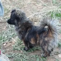 واگذاری سگ پامر