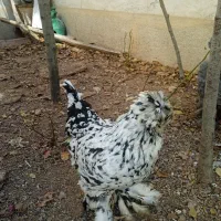 ۲عدد مرغ تخم گذار .۱برهما.۱ کاکل پاپر|حیوانات مزرعه|صدرا-فارس, فاز ۱|دیوار