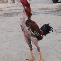 خروس لاری افغان اصل بینظیر فوری