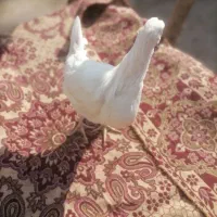 جوجه75 روزه آراکانا|حیوانات مزرعه|سبزوار, امیر کبیر|دیوار