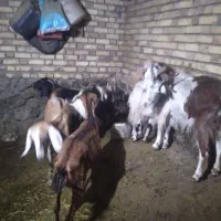 ۵عدد بز شیری و ابستن با یک عدد بزغاله