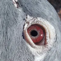 پلاکی نر ماده|پرنده|الیگودرز, |دیوار