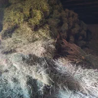 بیده آبی|لوازم جانبی حیوانات|اسفراین, |دیوار