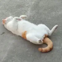 گربه گمشده مژدگانی|حیوانات|رشت, یخسازی|دیوار