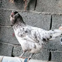 تخم مرغ گلین ریشو چهل تاج اصیل|حیوانات مزرعه|گرگان, |دیوار