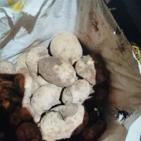 خریدو فروش سیب زمینی دامی .