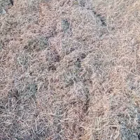 کاه لوبیا|لوازم جانبی حیوانات|قیدار, |دیوار