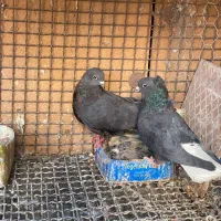 چهار جفت دمسفید با چپ سیا