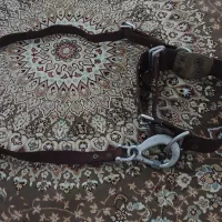 ۵عددکمربند نخل خرما ارتفاع  آمریکای