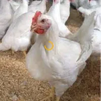 به یک کار گر ساده جهت کار در مرغداری نیازمندیم