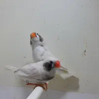 فنچ لپ سیاه سفید