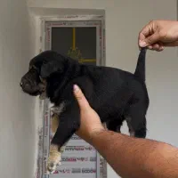 سگ پژدر|سگ|کرج, کمالشهر|دیوار