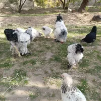 فروش برهما لایت|حیوانات مزرعه|آذرشهر, |دیوار