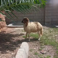 بره نر شوش دانیال