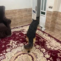 واگذاری ژرمن نر کینگ سایز