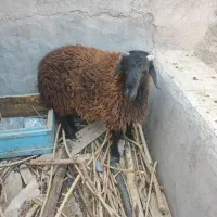 دوبور یا نربز و بره|حیوانات مزرعه|قم, پردیسان|دیوار