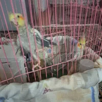 پرنده|پرنده|گلستان (تهران), |دیوار