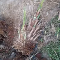 پاجوش خرما کلوته ومضافتی