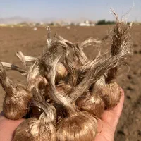 فروش پیاز زعفران با گواهی سلامت -کاشت مکانیزه|خدمات باغبانی و درختکاری|برخوار, |دیوار