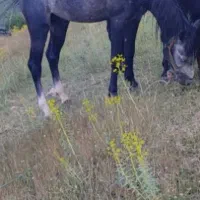 اسب کرد|اسب و تجهیزات اسب‌سواری|سیلوانه, |دیوار