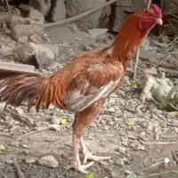 اجاق گاز سندی