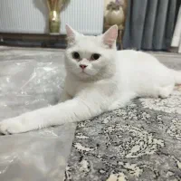 گربه اسکاتیش