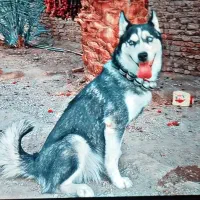 سگ هاسکی عروسک ماده معاوضهطوطی ملنگو نر فقط