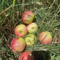 سیب زیر درختی کیلویی 25برای سرکه و لواشک