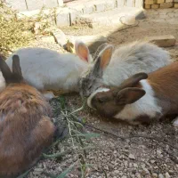 حراج خرگوش|موش و خرگوش|فیروزآباد (فارس), |دیوار