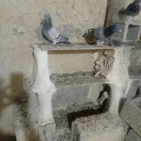 فروش کبوتر|پرنده|بهبهان, |دیوار