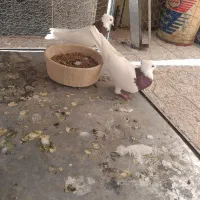 ۶عددطوقی بایه قفس تمام  استیل ۶طبقه|پرنده|دهاقان, |دیوار