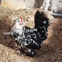یک جفت یوسل بلژیکی بلک متلد کیفیت فوق العاده