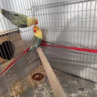 طوطی برزیلی