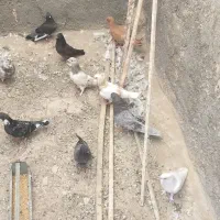 گرفتنی رنگی و زشت و زیبا