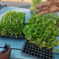 به فروش میرسد