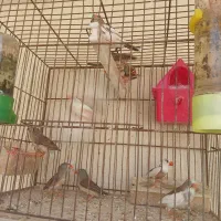 فنج|پرنده|کبودرآهنگ, |دیوار