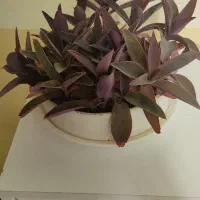 گل طبیعی وسرحال|گل و گیاه طبیعی|روانسر, |دیوار