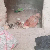 جوجه مرغ محلی