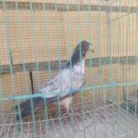 کبوتر پرشی دم سبز