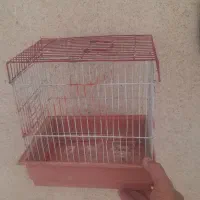 قفس همستر و    مرغعشق عروس هلندی|لوازم جانبی حیوانات|تهران, شهرک دریا|دیوار