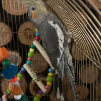 عروس هلندی|پرنده|تهران, افسریه جنوبی|دیوار