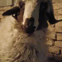 بره جوان|حیوانات مزرعه|یزد, |دیوار