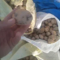 سیب زمینی قوچان