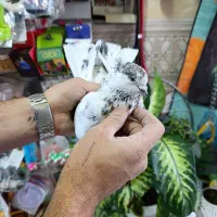 کفتر پرشی خوب|پرنده|شهریار, شهرک وائین|دیوار