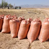 کاه لوبیا درجه یک تحویل سیرجان و شهر بابک